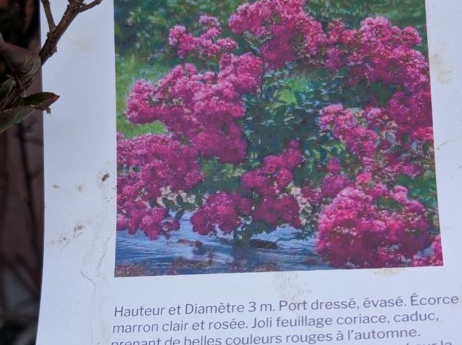 LAGERSTROEMIA-VIOLET