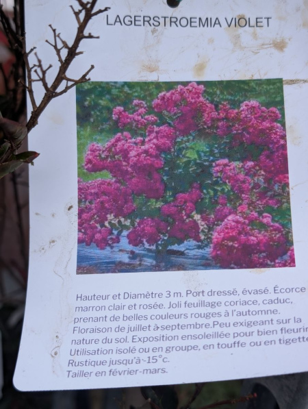 LAGERSTROEMIA-VIOLET