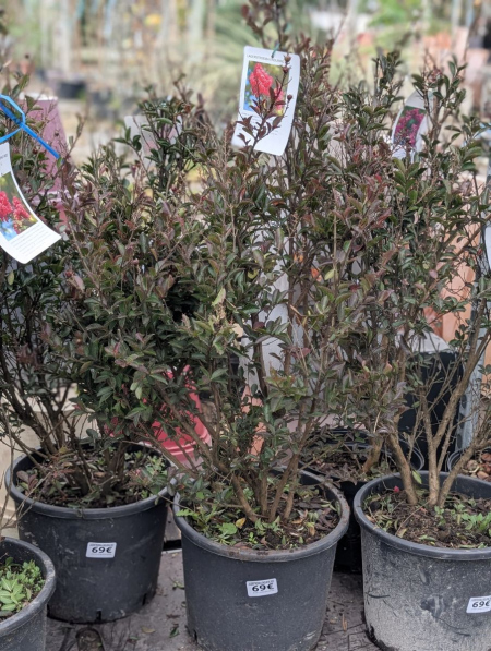 LAGERSTROEMIA- 69€
