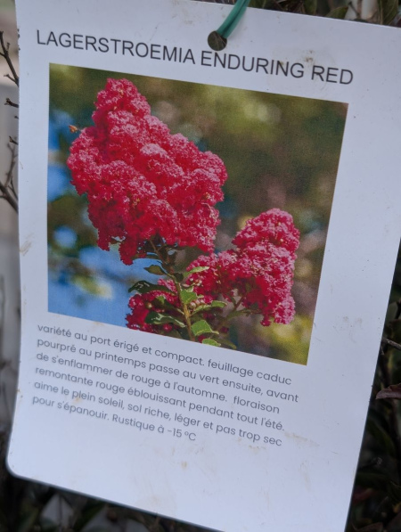 LAGERSTROEMIA- ENDURING RED