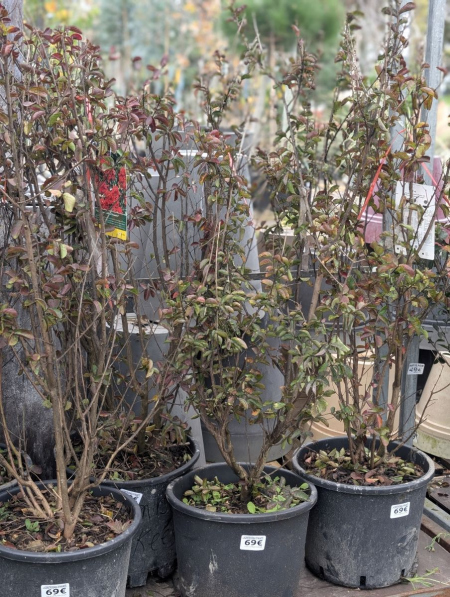 LAGERSTROEMIA-  69€