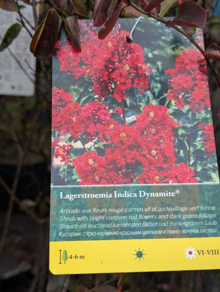 LAGERSTROEMIA- DYNAMITE ROUGE SUR TIGE