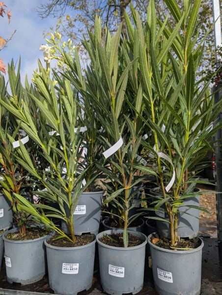 LAURIER-ROSE-PROMO  x5 = 6€50   x1=8€