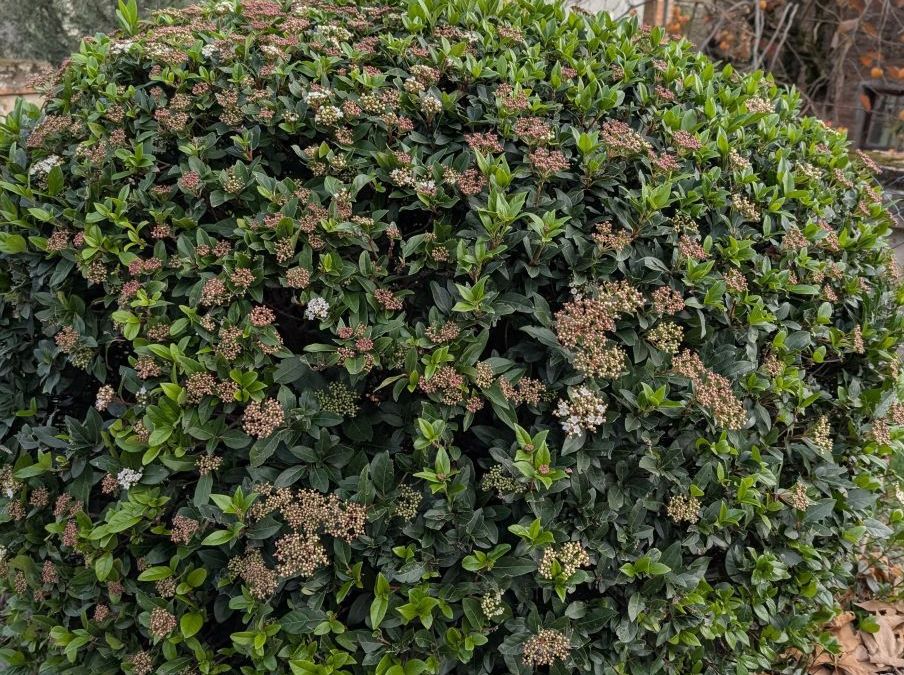 LAURIER-TIN dès 9€50