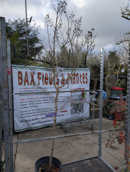 LILAS-DES-INDES- 149€