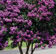 LILAS-DES-INDES-LAGERSTROEMIA