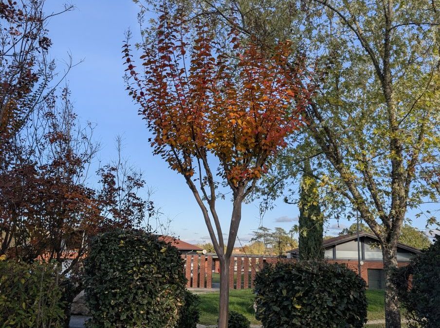 LILAS-DES-INDES-LAGERTROEMIA dès 6€50