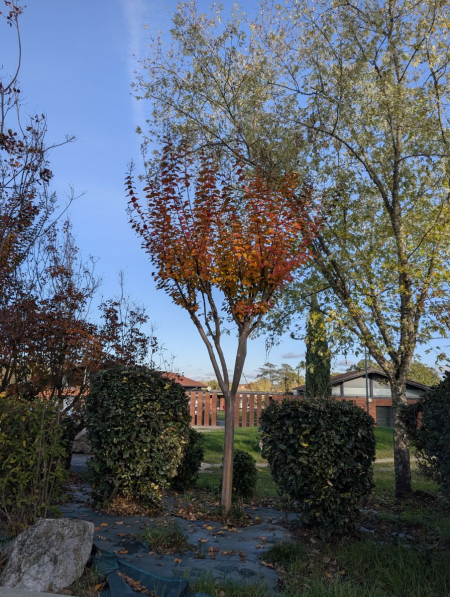 LILAS-DES-INDES-LAGERTROEMIA dès 6€50