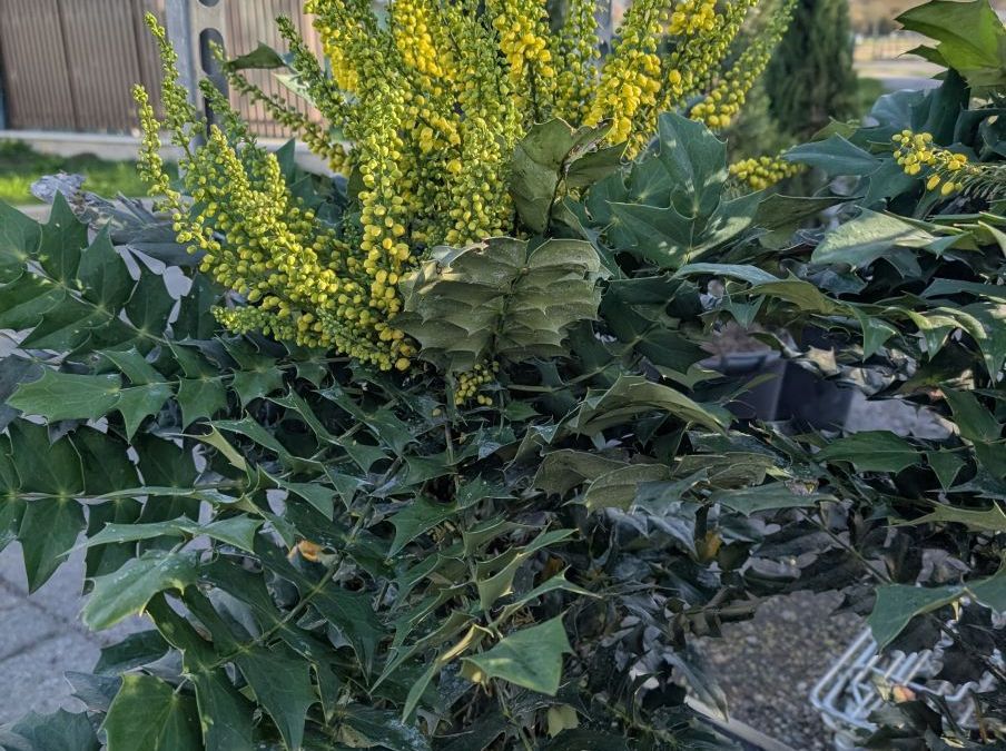 MAHONIA dès 15€