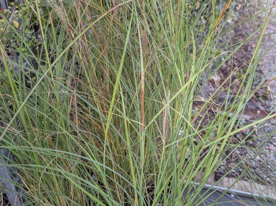 MULHENBERGIE-GRAMINEE-2  15€