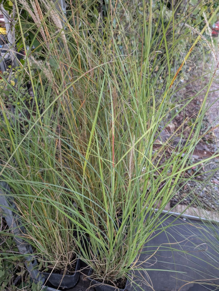 MULHENBERGIE-GRAMINEE-2  15€