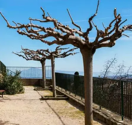 MURIER-PLATANE-A-L-AUTOMNE