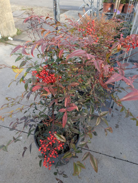 NANDINA-DOMESTICA