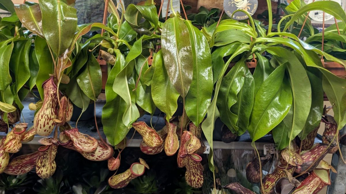 NEPENTHE-PLANTE-CARNIVORE-