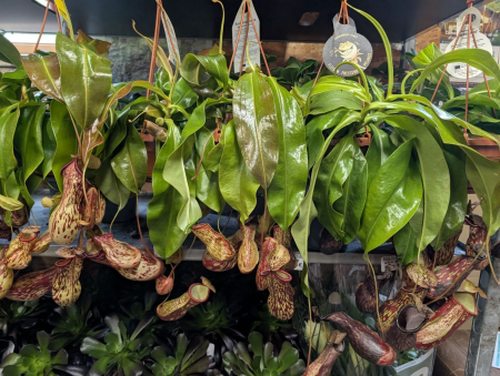 NEPENTHE-PLANTE-CARNIVORE-