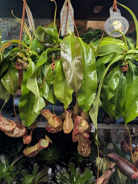 NEPENTHE-PLANTE-CARNIVORE- NEPENTHE-PLANTE-CARNIVORE-