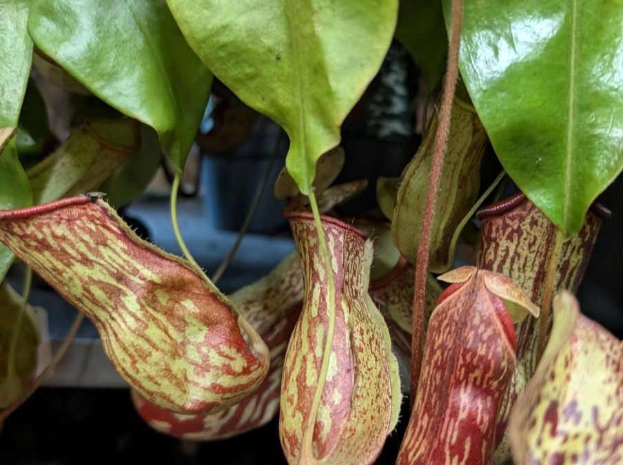 NEPENTHE-PLANTE-CARNIVORE-3