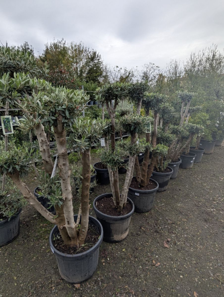 OLIVIER-BONSAI-NUAGE à partir de 119€