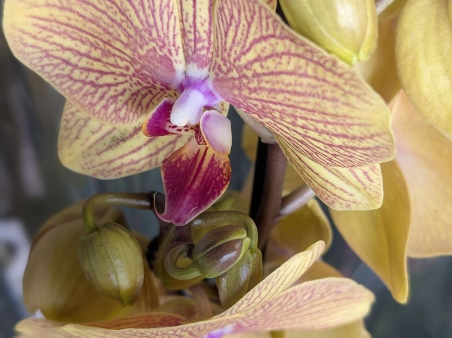 ORCHIDEE-PAPILLON-PHALEANOPSIS-1