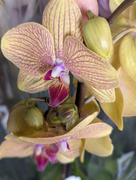 ORCHIDEE-PAPILLON-PHALEANOPSIS-1