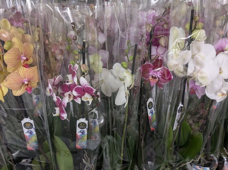 ORCHIDEE-PAPILLON-PHALEANOPSIS-2