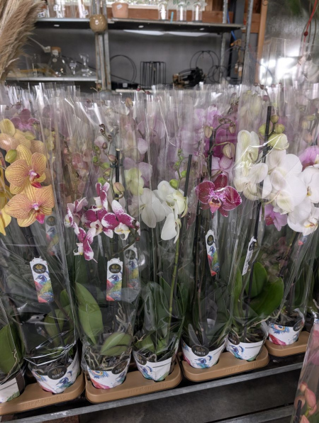 ORCHIDEE-PAPILLON-PHALEANOPSIS-2