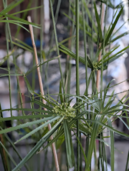 PAPYRUS-ALTERNIFOLIUS 170/180 cm  25€