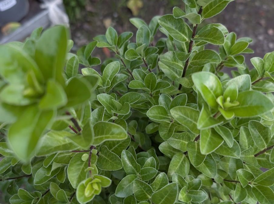 PITTOSPORUM IRISH GULF