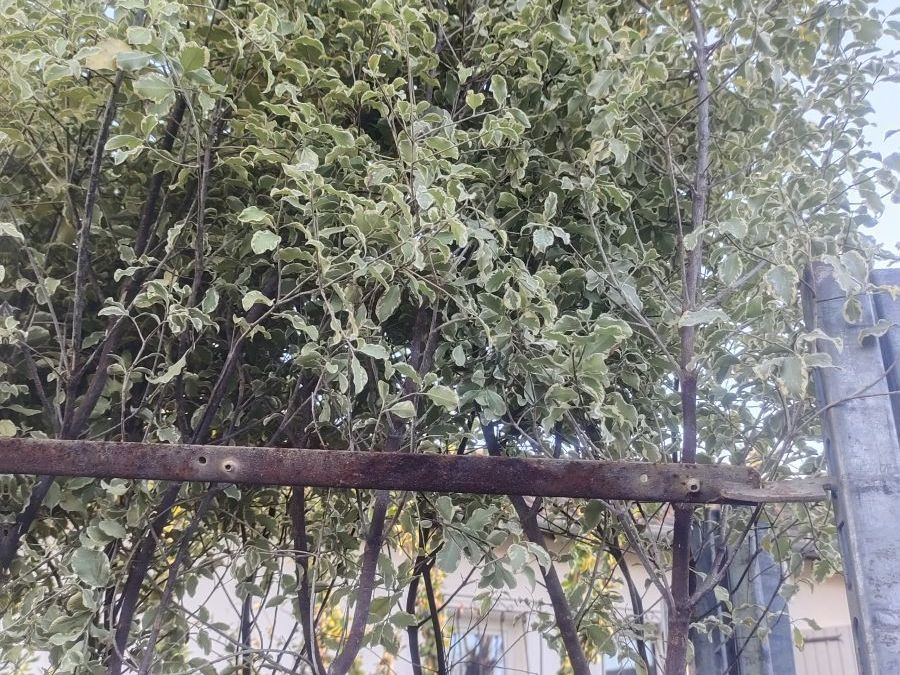 PITTOSPORUM-TENUFOLIUM 12€50