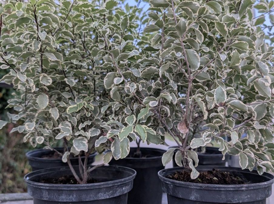PITTOSPORUM-TENUIFOLIUM-VARIEGATA dès 9€50