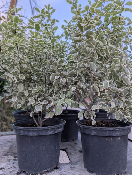 PITTOSPORUM-TENUIFOLIUM-VARIEGATA dès 9€50