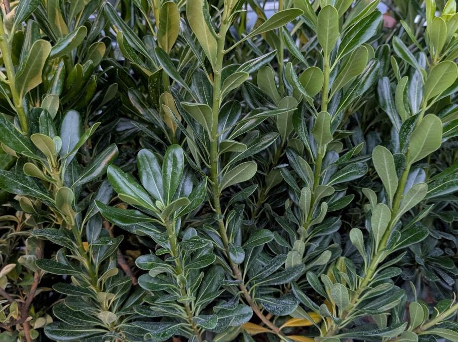 PITTOSPORUM-TOBIRA   12€50