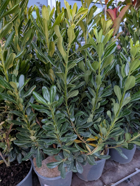 PITTOSPORUM-TOBIRA   12€50