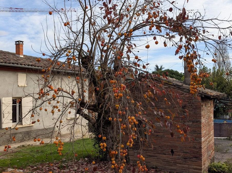 PLAQUEMINIER-KAKI-FUYU-MUSCAT   diverses tailles dès39€