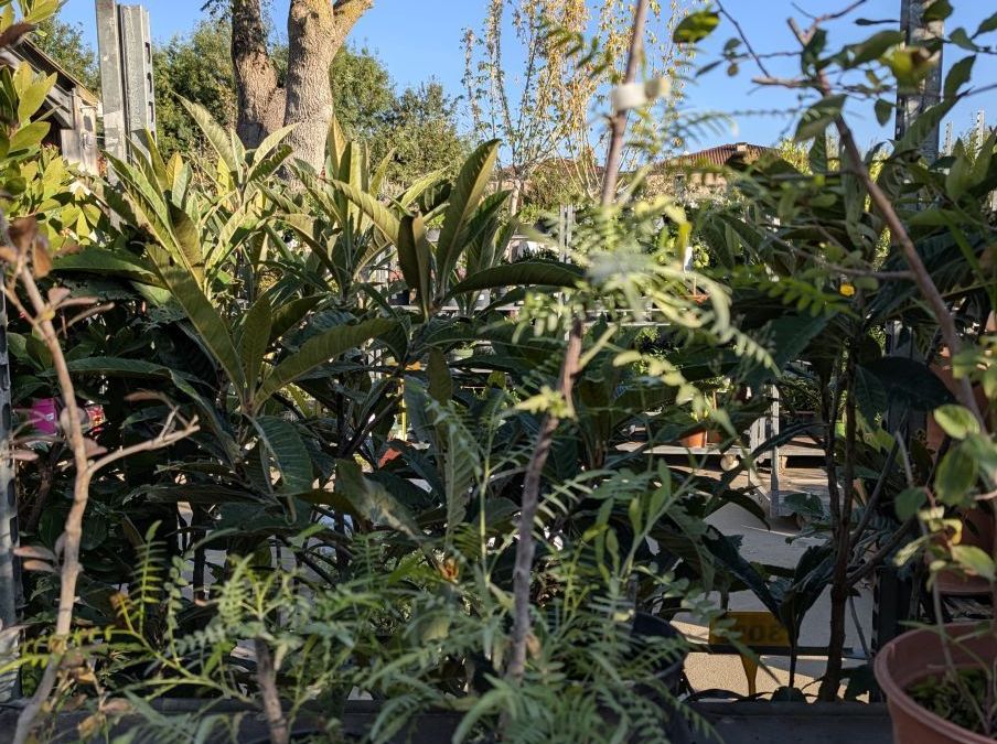 POIVRIER-DU-SICHUAN     25€