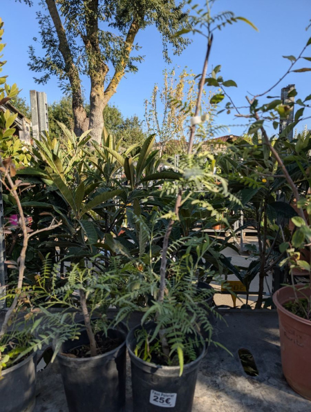 POIVRIER-DU-SICHUAN     25€