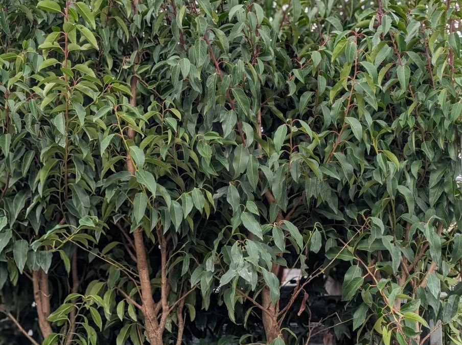 LAURIER DU PORTUGAL xl 29€