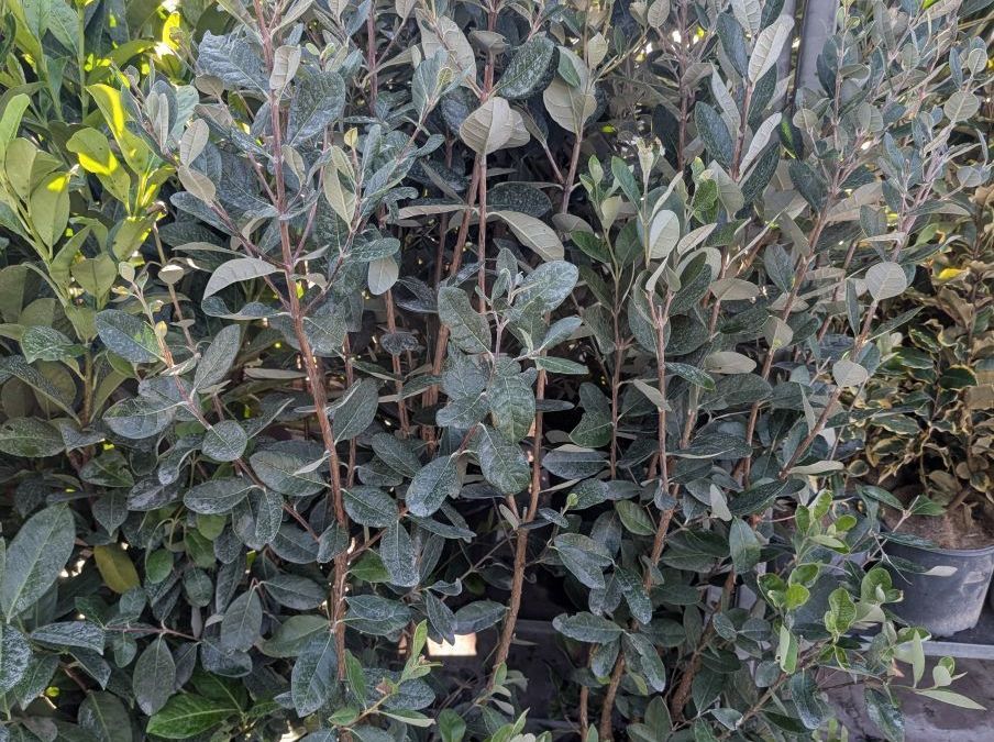 FEIJOA SELLOWIANA  - 120/130cm  -  29€