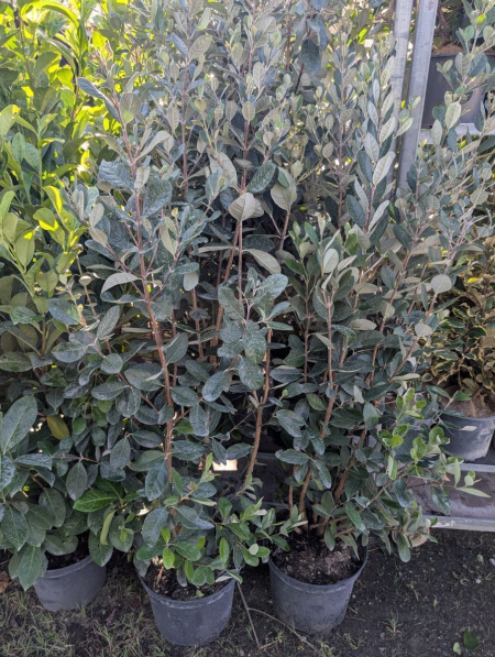 FEIJOA SELLOWIANA  - 120/130cm  -  29€