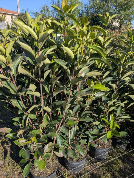 VIBURNUM LUCIDUM  -  19€