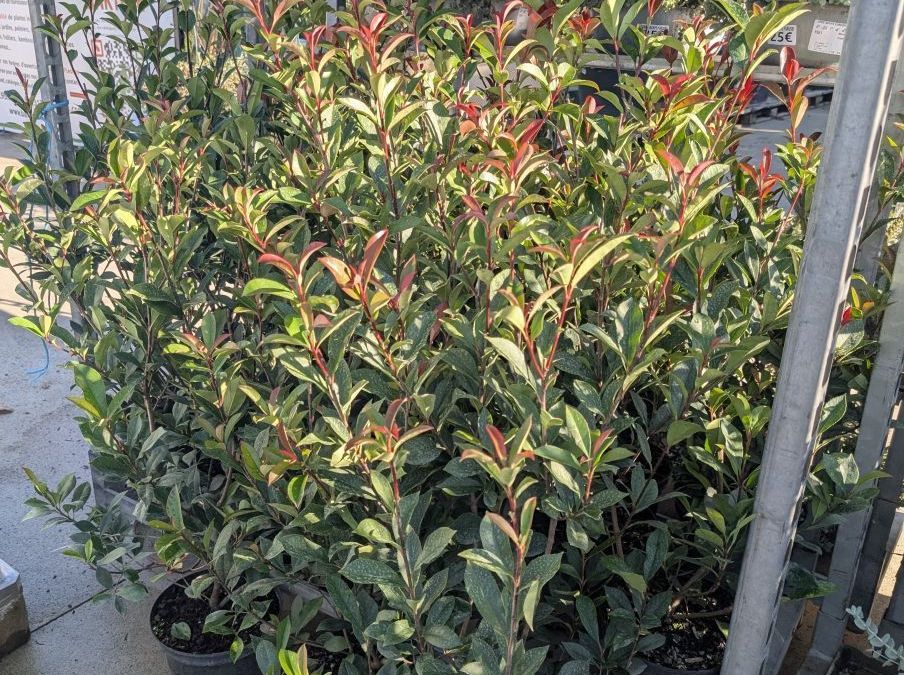 PHOTINIA RED ROBIN 80/100    POT 3L  à l'unité 12€50 par 10 et plus 9€50