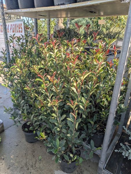 PHOTINIA RED ROBIN 80/100    POT 3L  à l'unité 12€50 par 10 et plus 9€50
