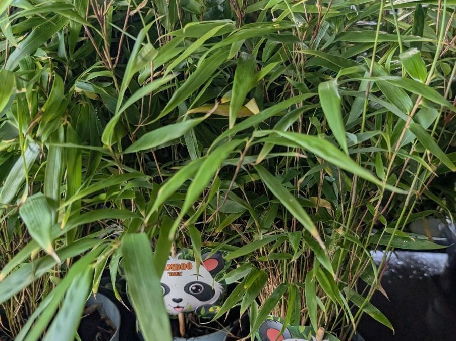 Fargesia Rufa - Bambou fontaine non traçant  12€50