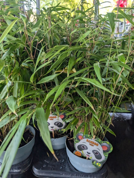 Fargesia Rufa - Bambou fontaine non traçant  12€50