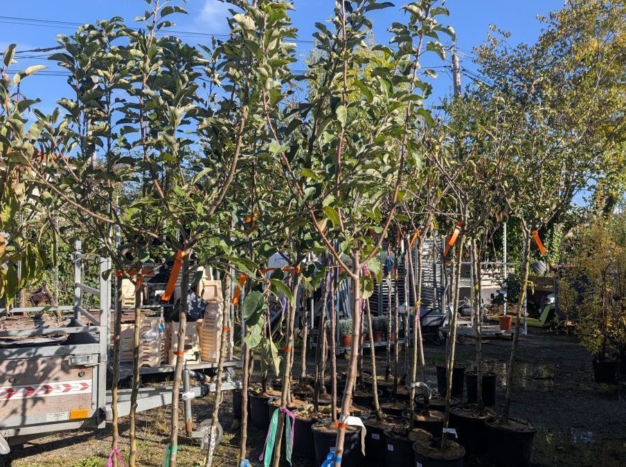 ARRIVAGE DE FRUITIERS x1 = 49€    x3=39€