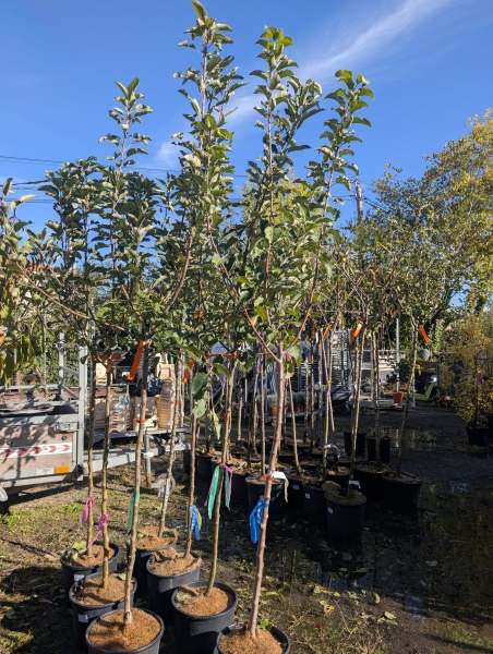 ARRIVAGE DE FRUITIERS x1 = 49€    x3=39€