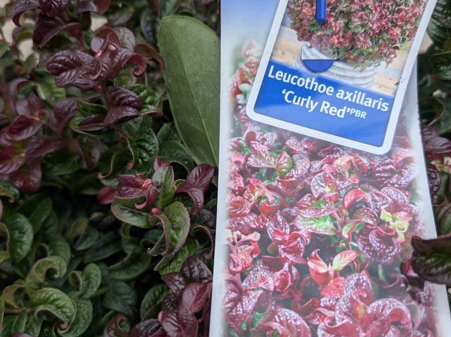 PXL_20251129_113330862