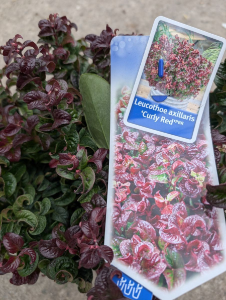 PXL_20251129_113330862