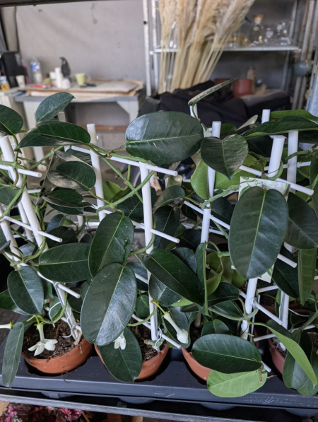STEPHANOTIS
