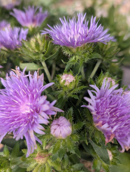 STOKESIA-LAEVIS  9€50